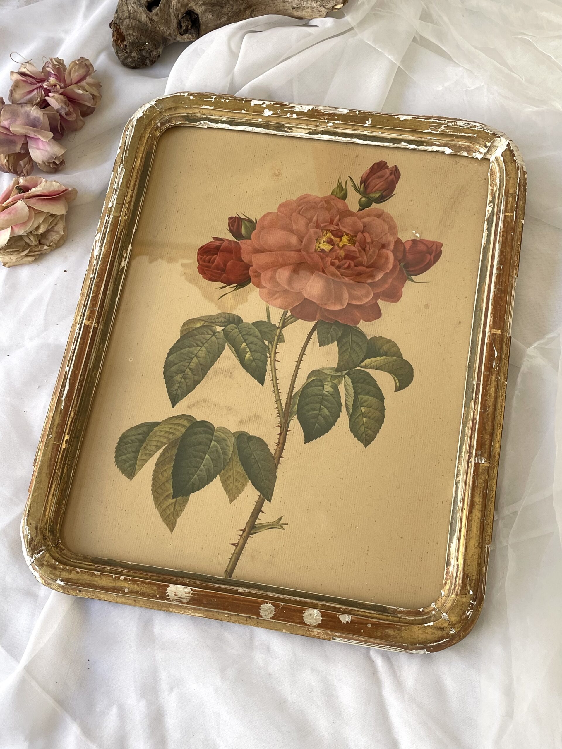 GRAVURE D'APRÈS REDOUTÉ ENCADRÉE